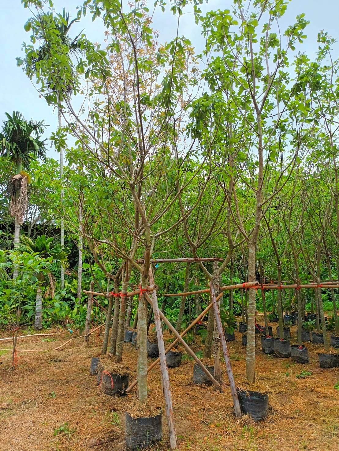 ต้นจิกน้ำ ขนาดลำต้น 3 นิ้ว