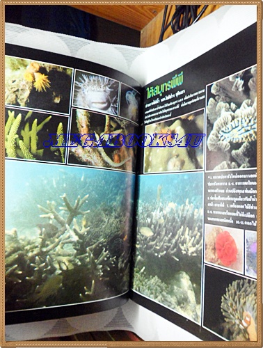 นิตยสาร อ.ส.ท. ปีที่20 ฉบับที่08 มีนาคม 2523 ปก ทะเลใน หรือที่ชาวบ้านเรียกว่า ปิเละ