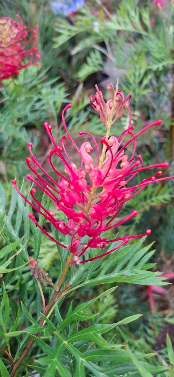 Grevillea Little Robyn แดงแคระ