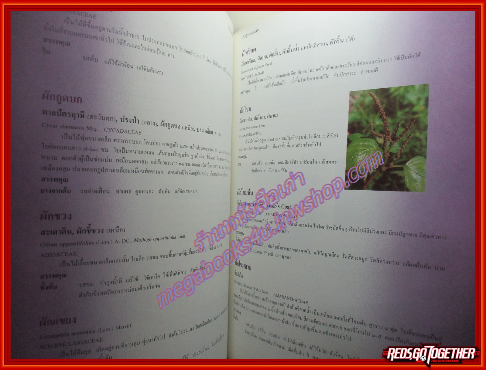 ร่วมอนุรักษ์มรดกไทย สารานุกรมสมุนไพร รวมหลักเภสัชกรรมไทย โดย วุฒิ วุฒิธรรมเวช ปกแข็ง หนาใหญ๋