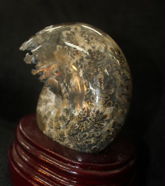ฟอสซิลหอยทะเลแอมโมไนต์ (Ammonite)