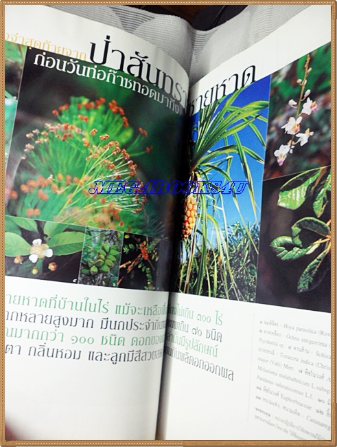 นิตยสารสารคดี ฉบับที่221 ปีที่19 ก.ค.2546,มอเตอร์ไซค์,ป่าสันทรายชายหาด,ทาก,จิตรกรรมฝาผนัง,