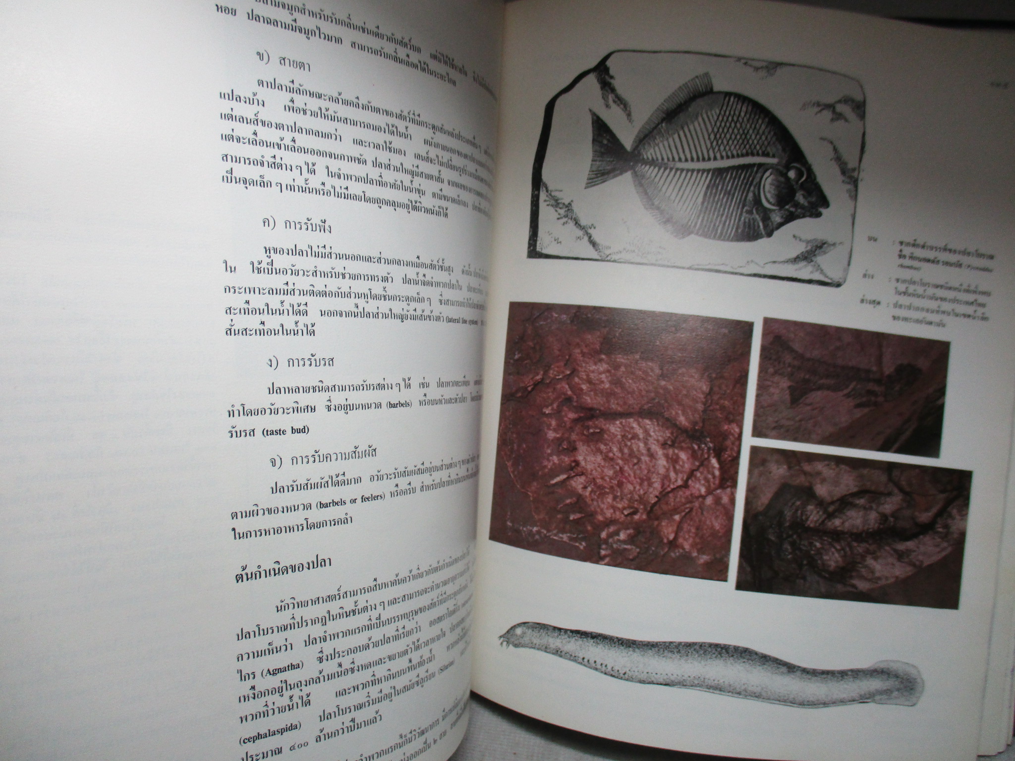 สารานุกรมไทยสำหรับเยาวชน เล่ม01 โดยพระราชประสงค์ในพระบาทสมเด็จพระเจ้าอยู่หัว