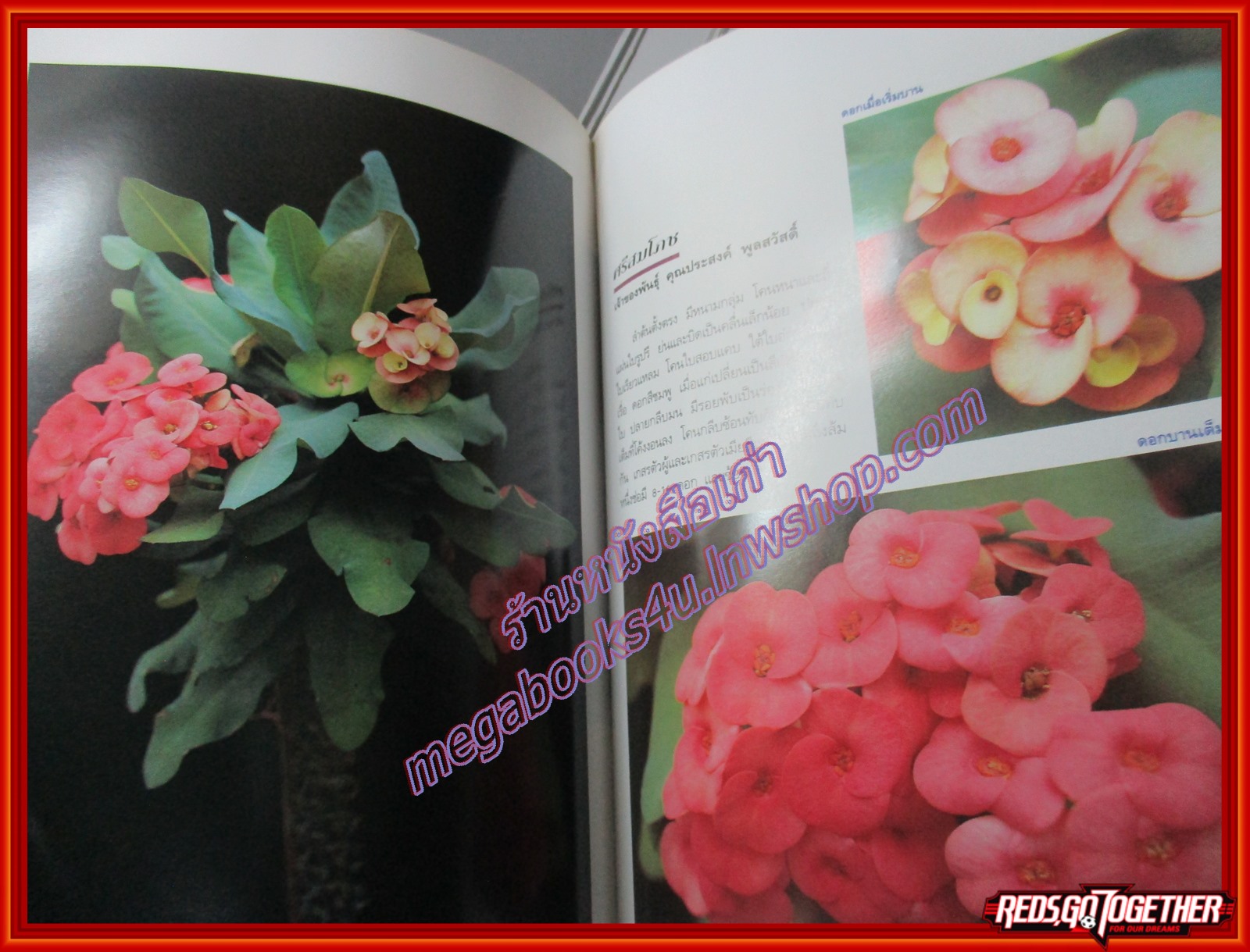 โป๊ยเซียน ไม้ดอกเสี่ยงทาย เล่ม1 โดย อุไร จิรมงคลการ