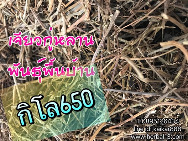 เจียวกู่หลานพันธุ์พื้นบ้าน (1กก.)