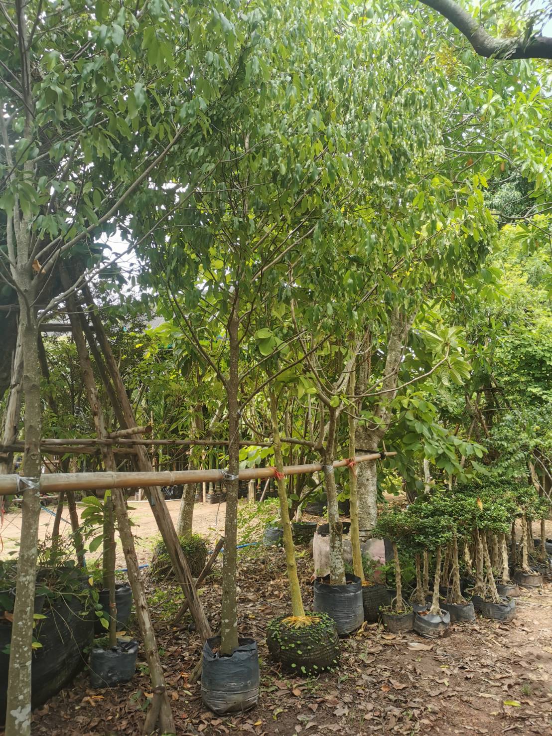 ต้นอิน-จัน ไม้หายาก