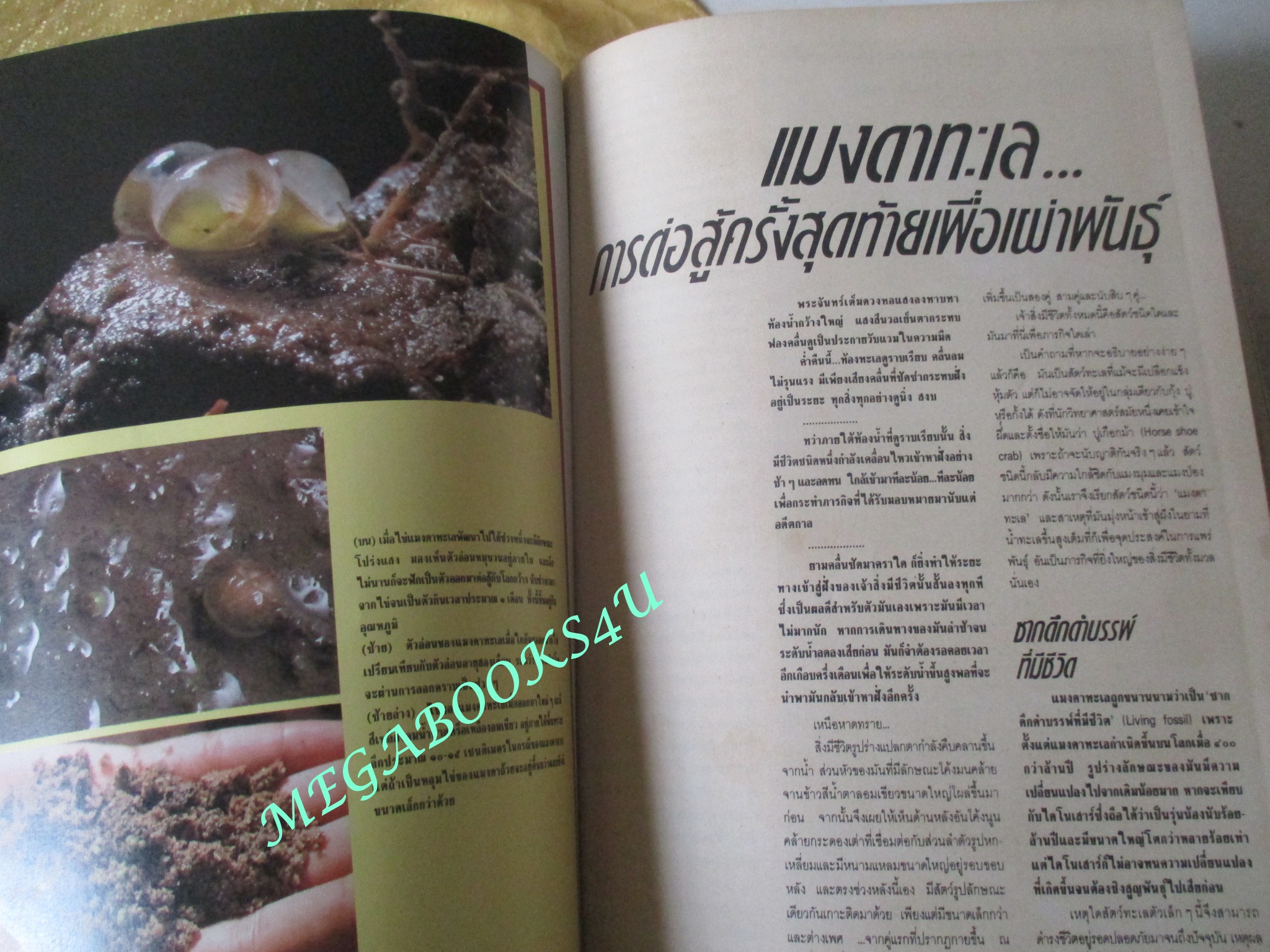 นิตยสารสารคดี ฉบับที่056 ตุลาคม 2532 UDT วีรบุรุษใต้น้ำ นักทำลายใต้น้ำ แมงดาทะเล บอนไซ