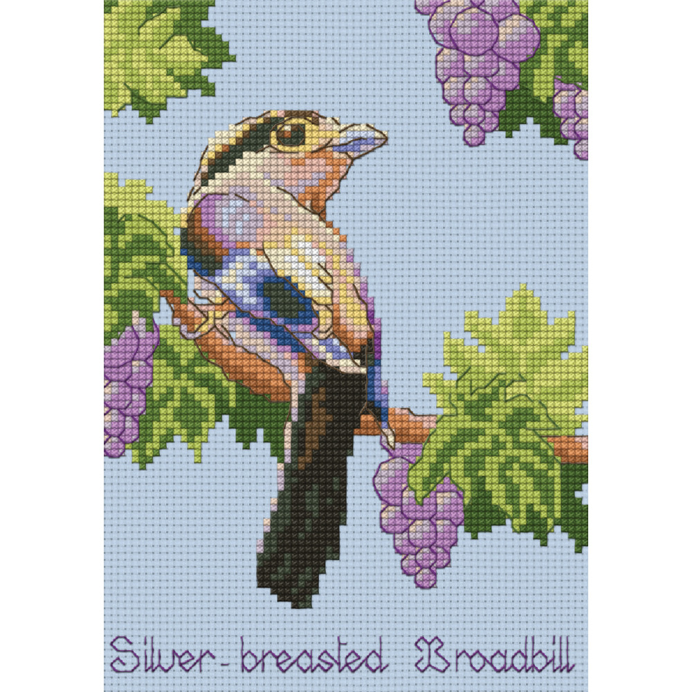 Pinn Silver-Breast Broadbill