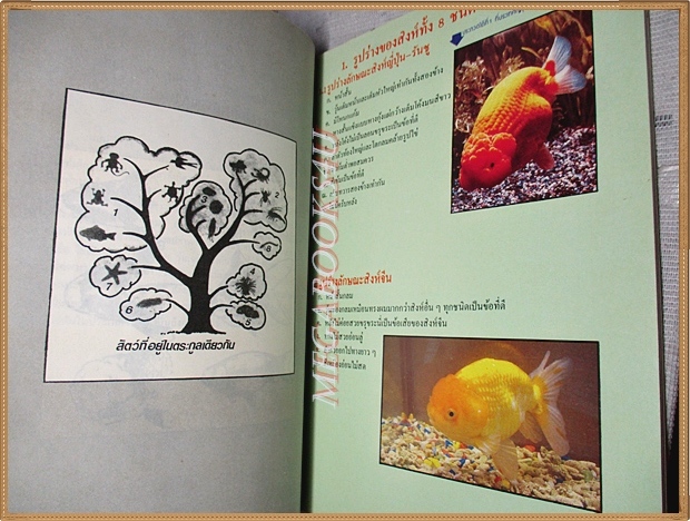 การเลี้ยงปลาทองพันธุ์หัวสิงโต โดย ประยูร จรรยาวงษ์