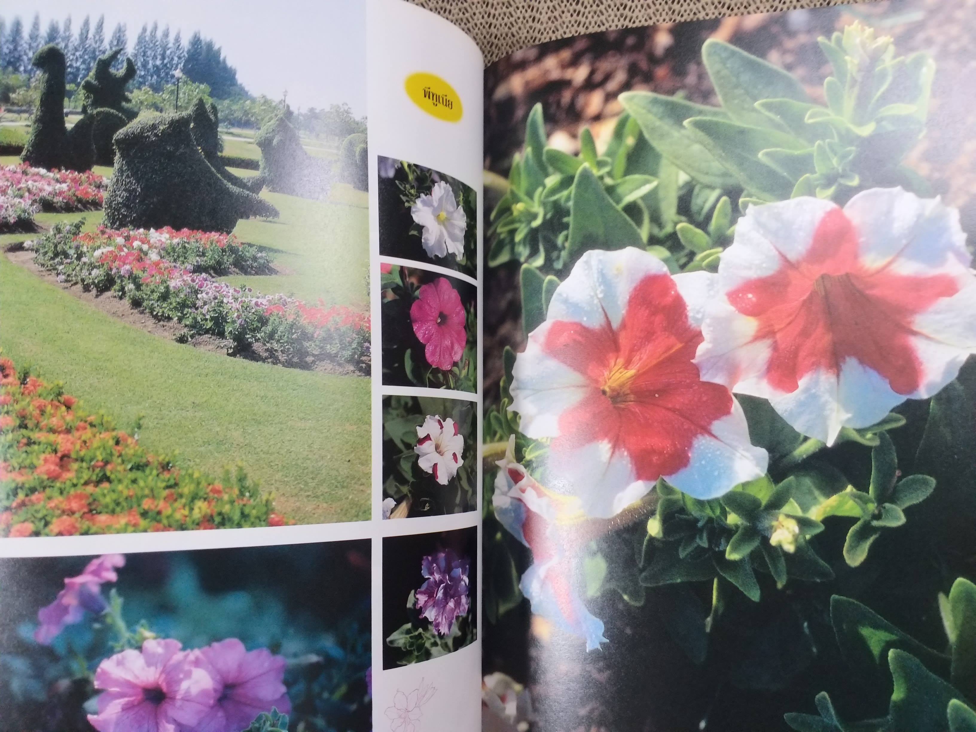 ชุดพรรณไม้งาม อนุสรณ์ นายอารีย์ เสมประสาท ม.ช., บ.ม. ครูปูชนียบุคคลของโรงเรียนกรุงเทพคริสเตียนวิทยาลัย