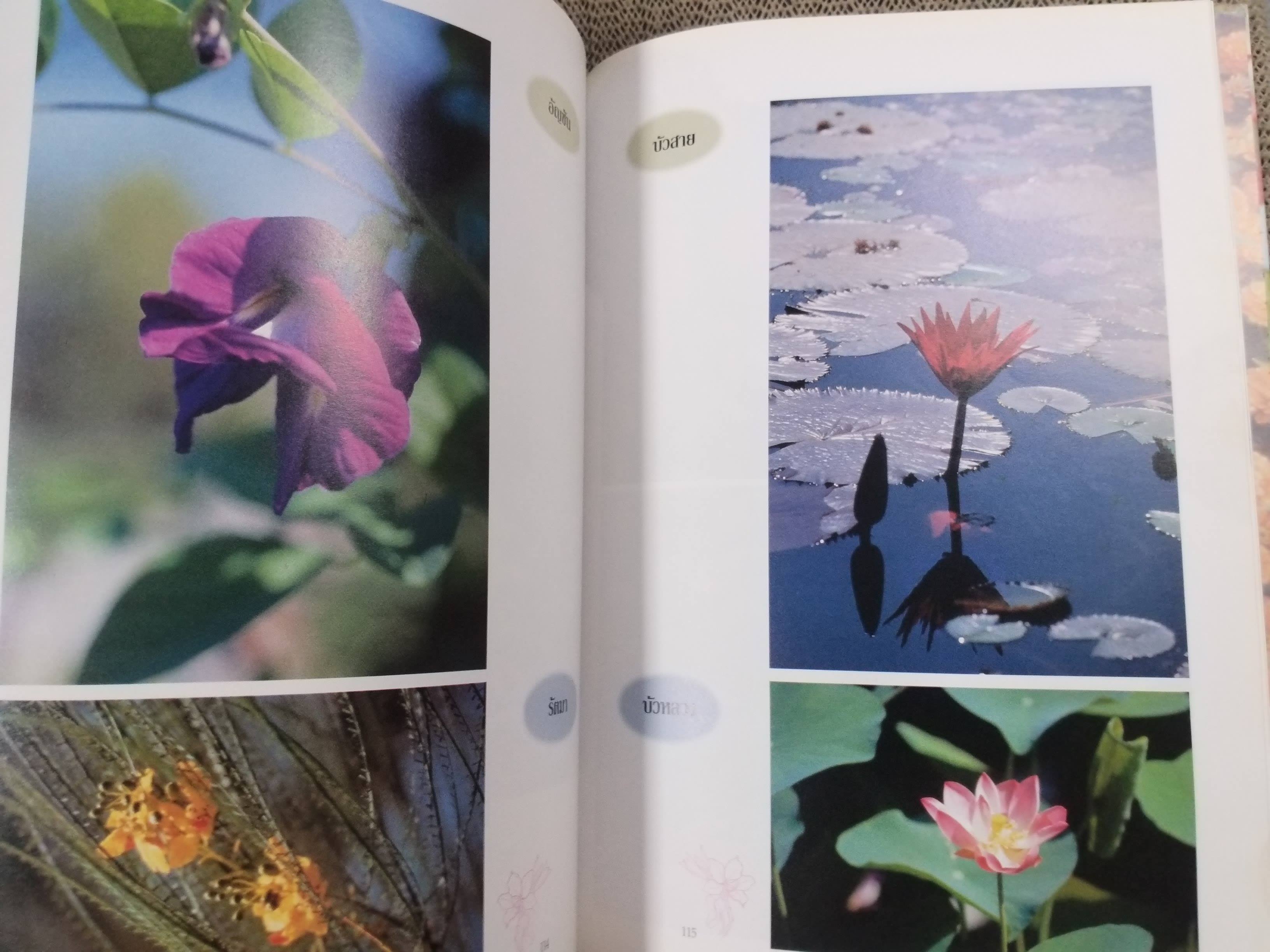 ชุดพรรณไม้งาม อนุสรณ์ นายอารีย์ เสมประสาท ม.ช., บ.ม. ครูปูชนียบุคคลของโรงเรียนกรุงเทพคริสเตียนวิทยาลัย