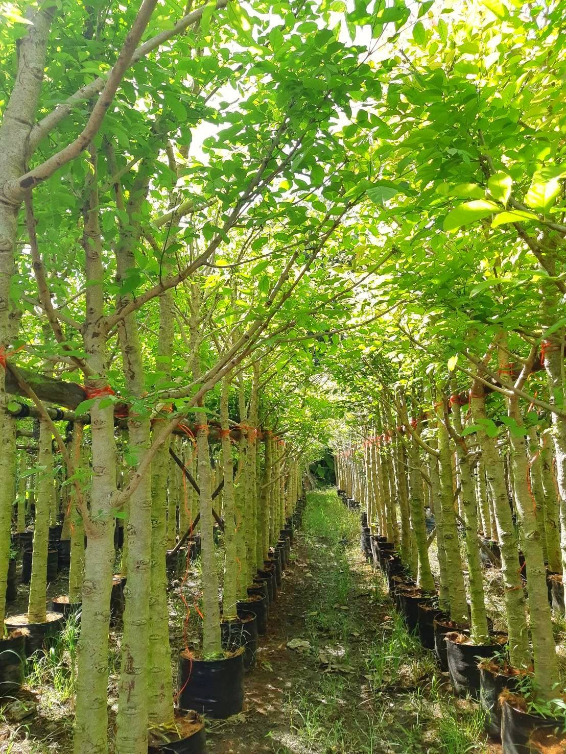 แคนา ขนาดลำต้น 3 นิ้ว