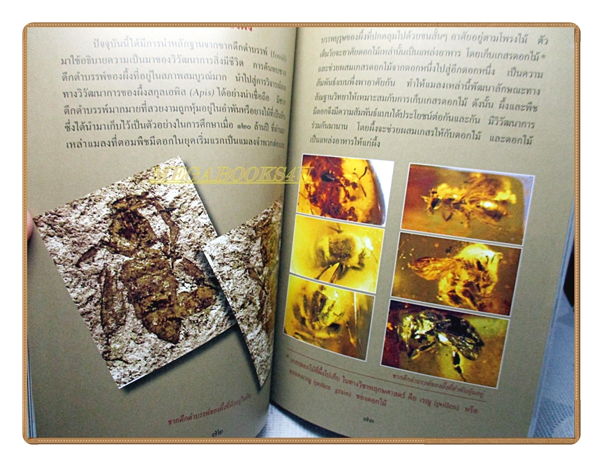 สารานุกรมไทยสำหรับเยาวชนฉบับเสริมการเรียนรู้ เล่ม17 โดยพระราชประสงค์ในพระบาทสมเด็จพระเจ้าอยู่หัว