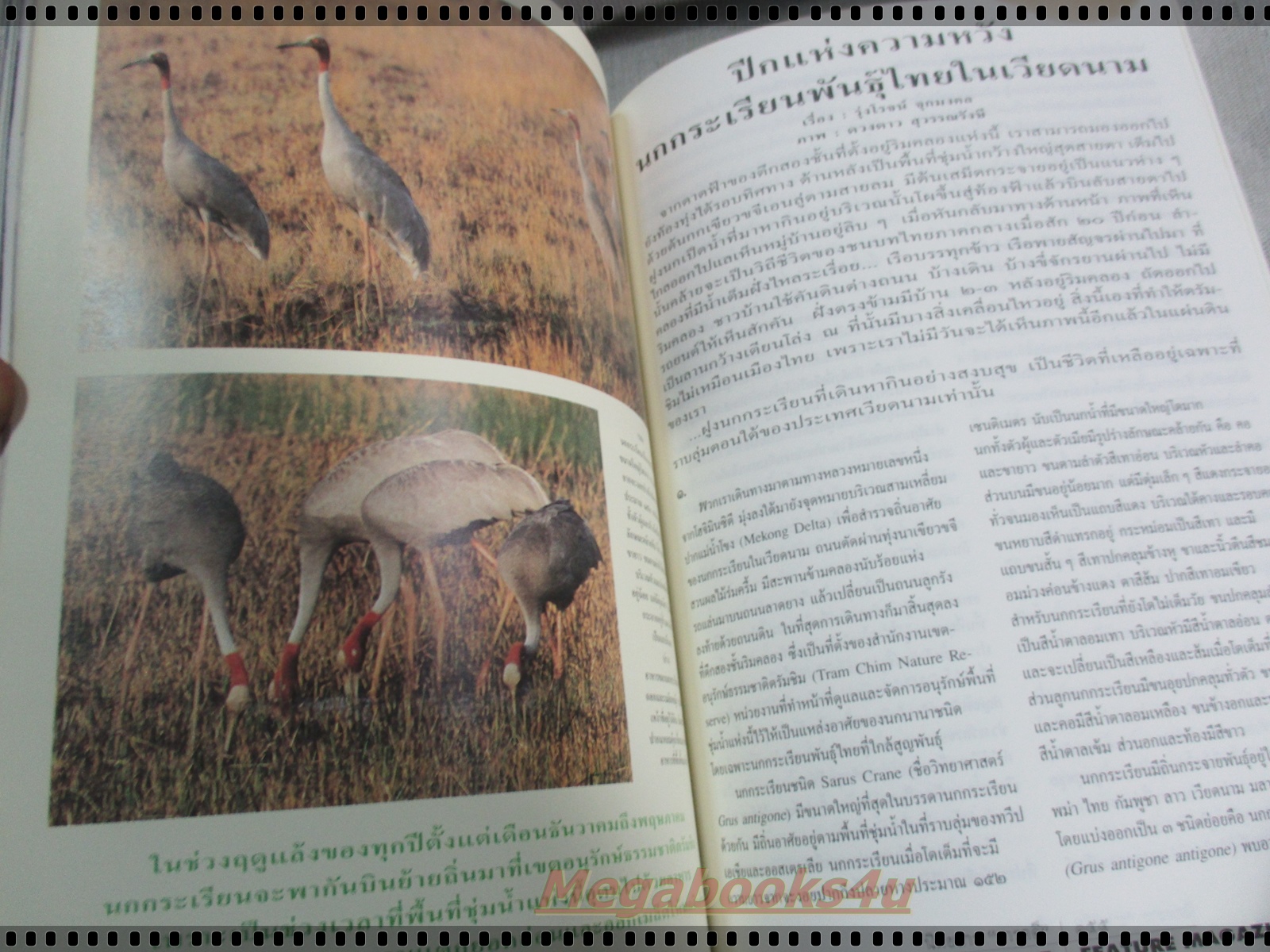 นิตยสารสารคดี ฉบับที่120 กุมภาพันธ์ 2538 + ของแถม นักษัตรปีวอก,ทหารเด็กแดนขุนส่า,เด็กเร่ร่อน,นกกระเรียน,นราธิวาส,