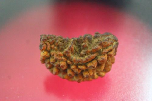 เมล็ดรุทระ 1 หน้า (1 Mukhi Rudraksha)