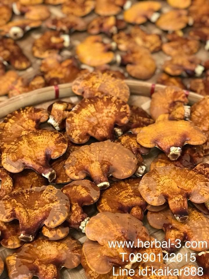 เห็ดหลินจือแดง (แบบดอก) 100กรัม
