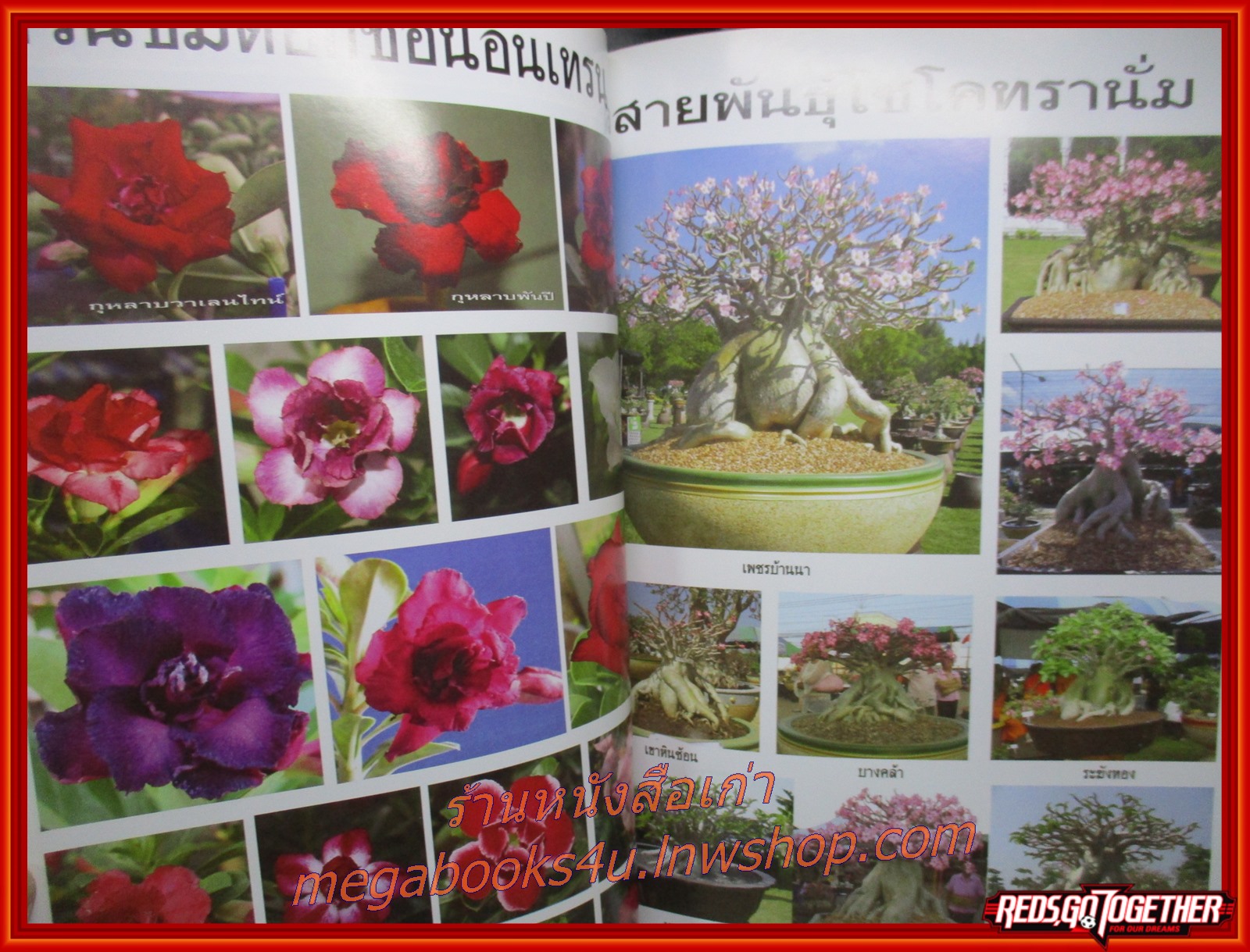 ทำเนียบชวนชมเงินล้าน (ต้นชวนชม)