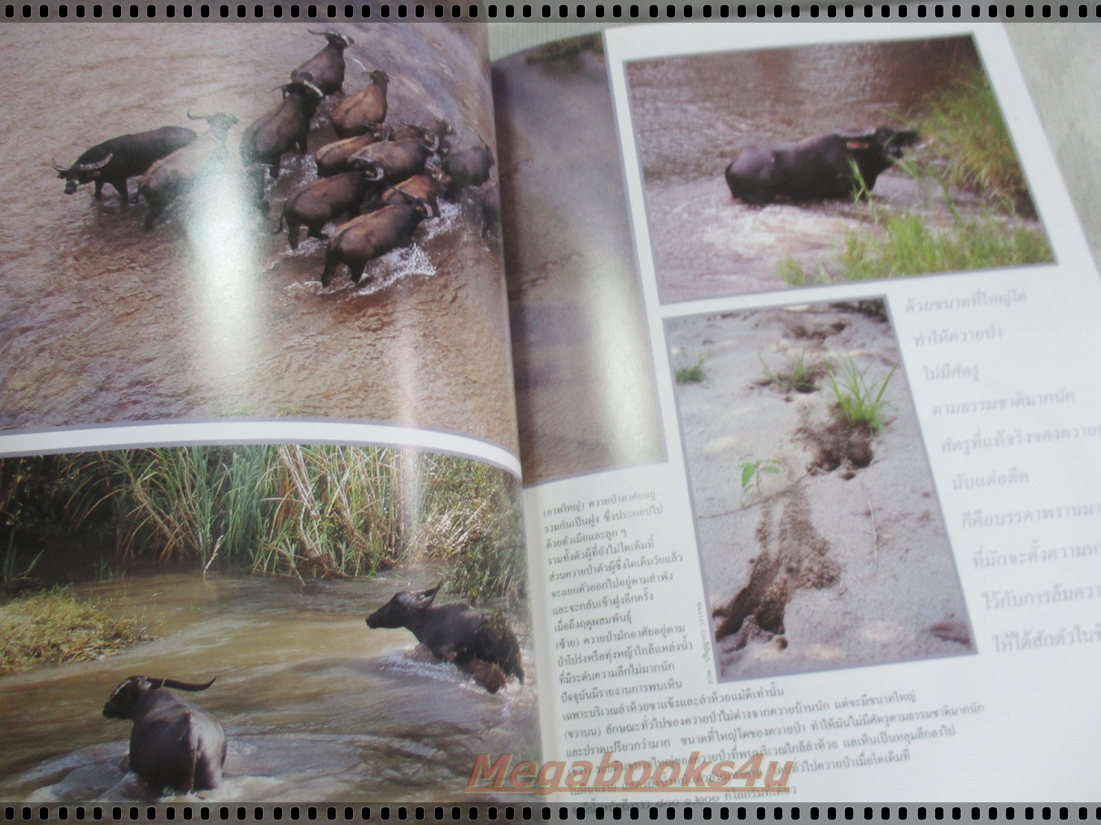 นิตยสารสารคดี ฉบับที่153 พฤศจิกายน 2540 ควายป่า,นาคา,อาจารย์ปู่,เที่ยวผาแต้ม,