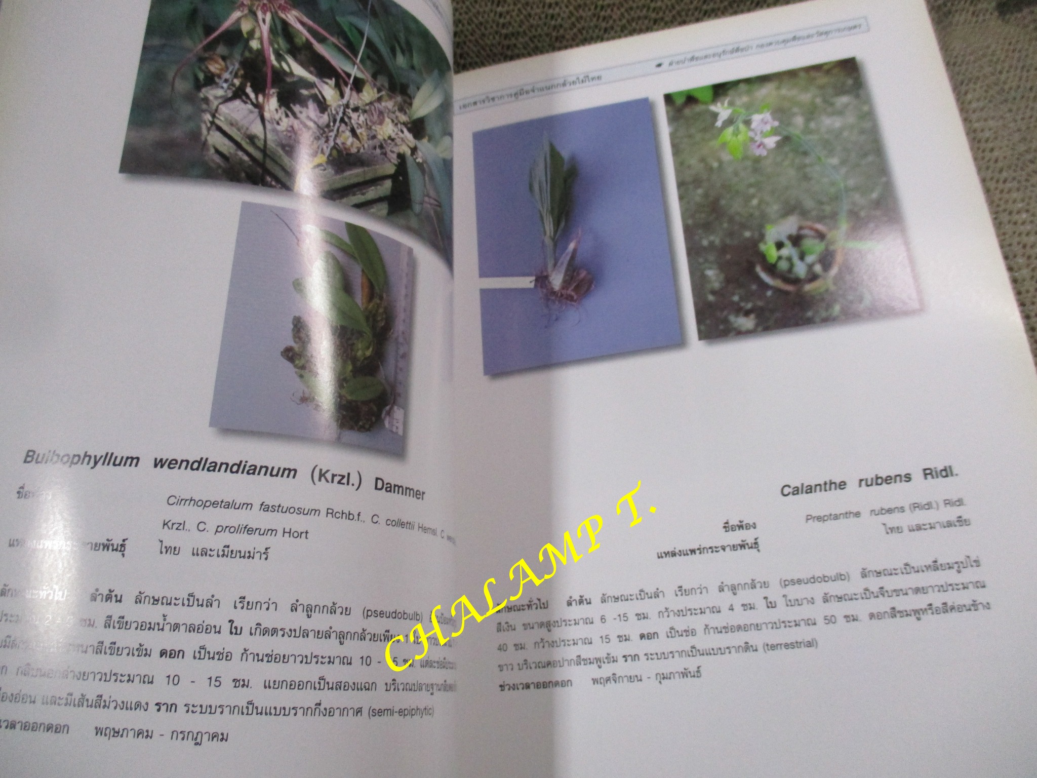 คู่มือจำแนกกล้วยไม้ไทย โดย ฝ่ายนำพืชและอนุรักษ์พืชป่า กองควบคุมพืชและวัสดุการเกษตร กระทรวงเกษตรและสหกรณ์