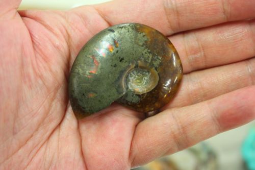 แอมโมไนต์ชนิดมีไพไรต์ ( Pyrite Ammonite )