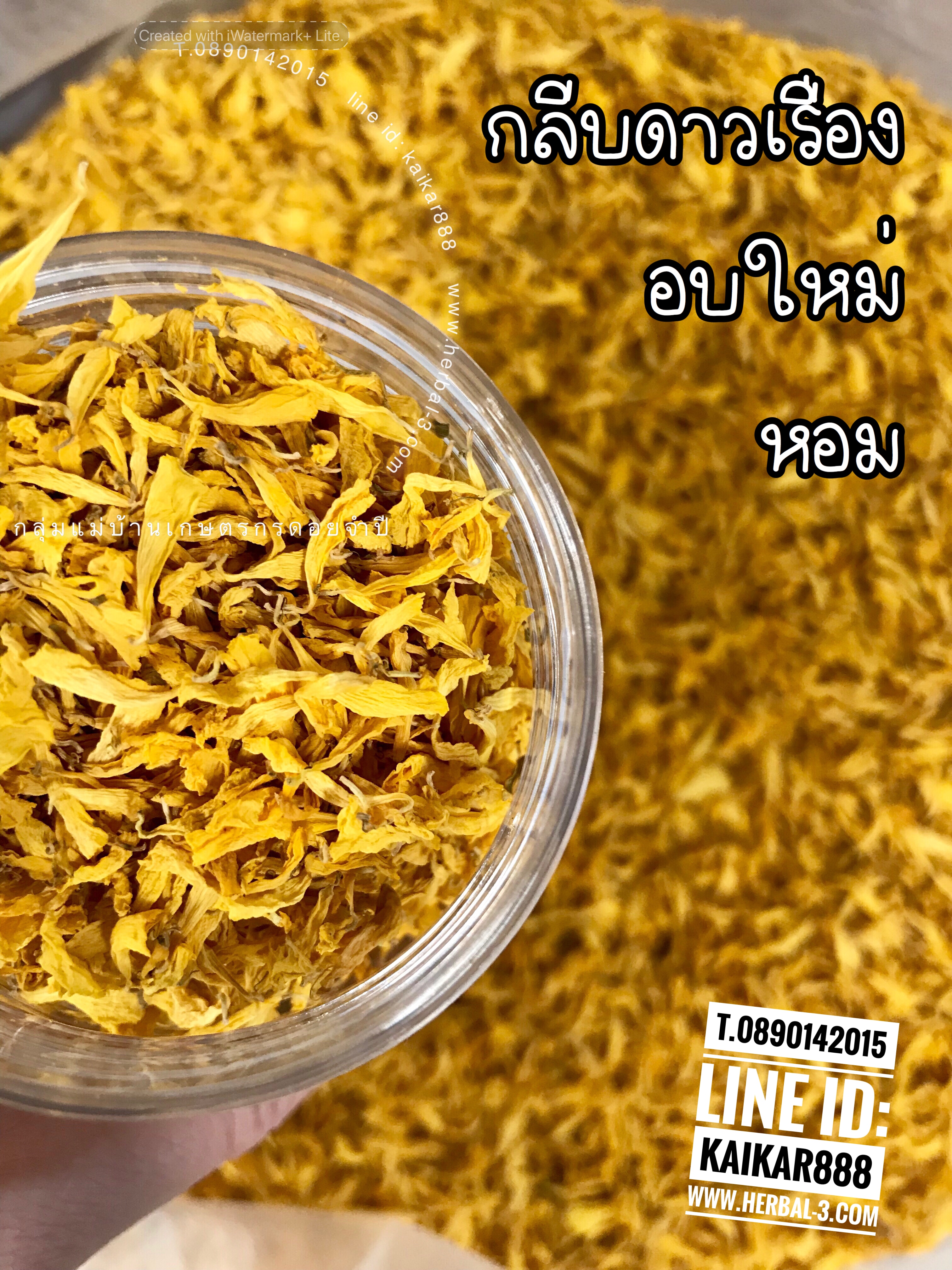 ชาดอกดาวเรือง (กลีบล้วน)