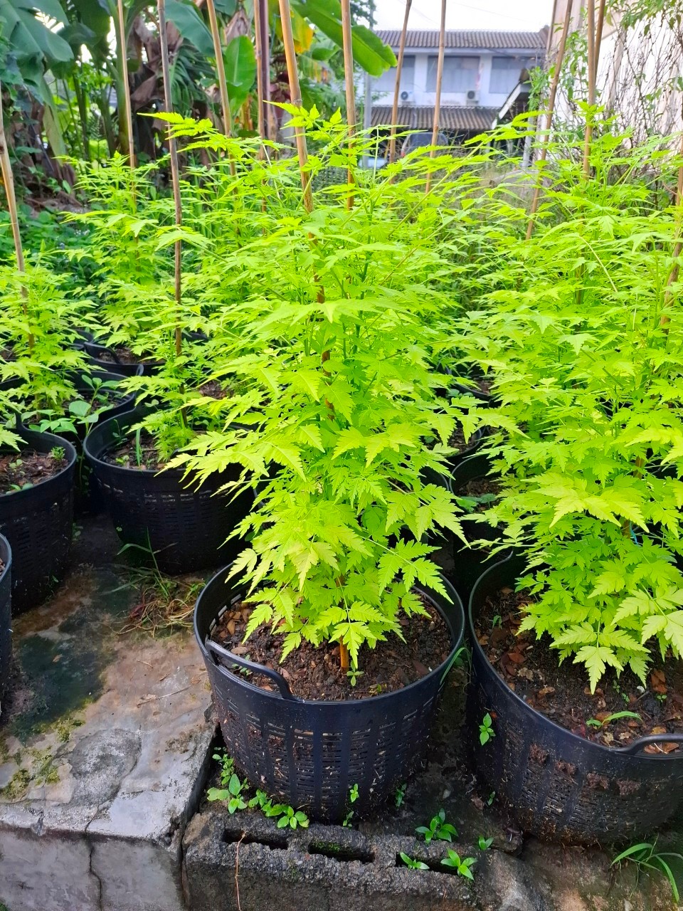 ่ต้นเกษมณีสีทอง 80-90 cm. คัดเกรด A