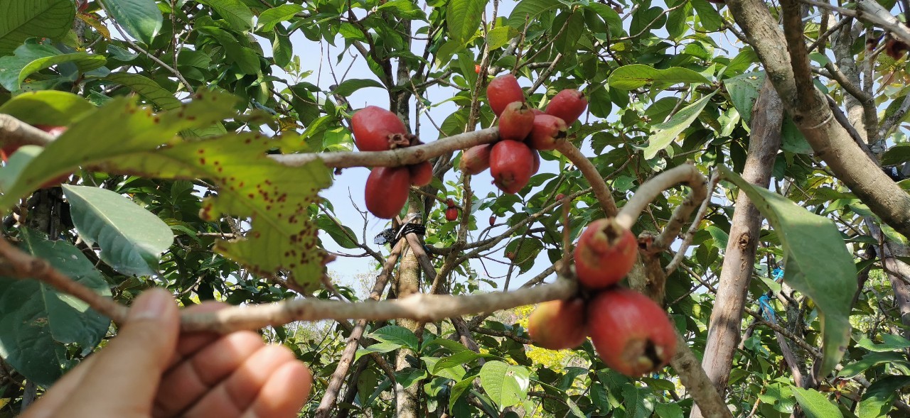 ชมพู่มะเหมี่ยว