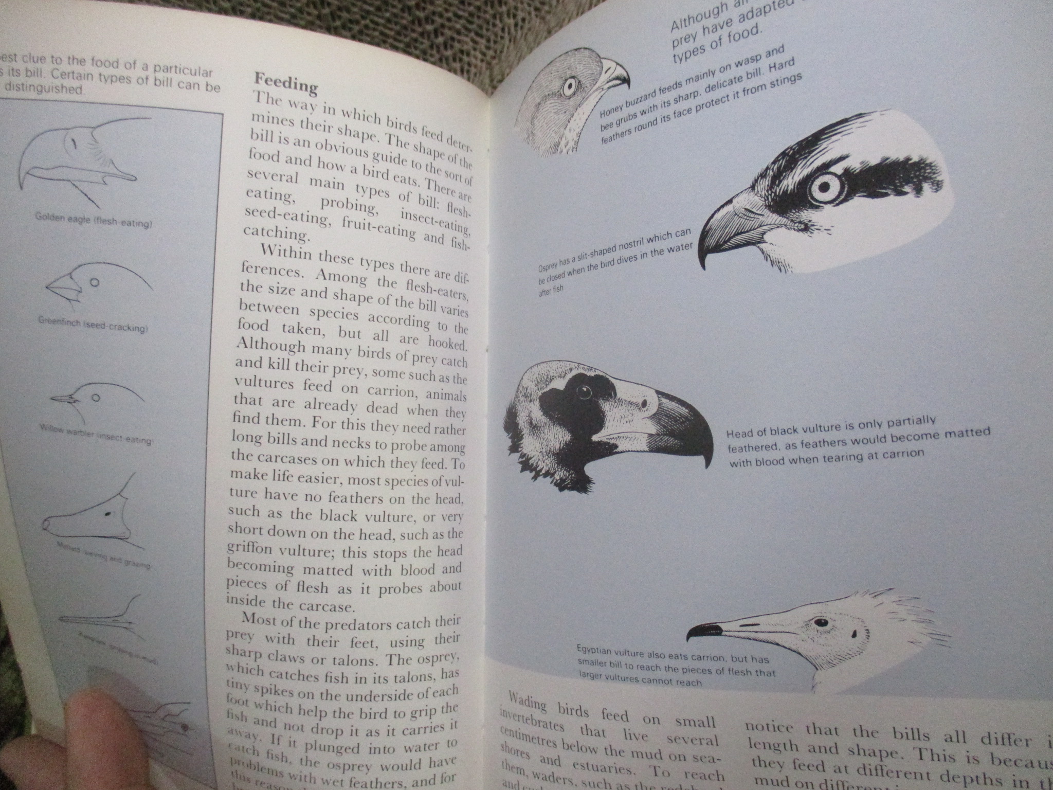 The Young Birdwatcher by Nicholas Hammond (Hardcover) / HAMLYN