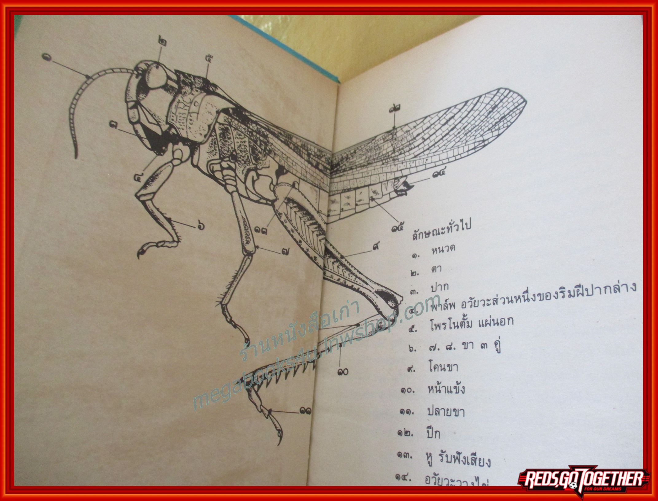 หนังสือชุดความรู้ไทย ชุด3004 ตั๊กแตน โดย นิพันธ์ รัตนวรพันธุ์ องค์การคุรุสภา