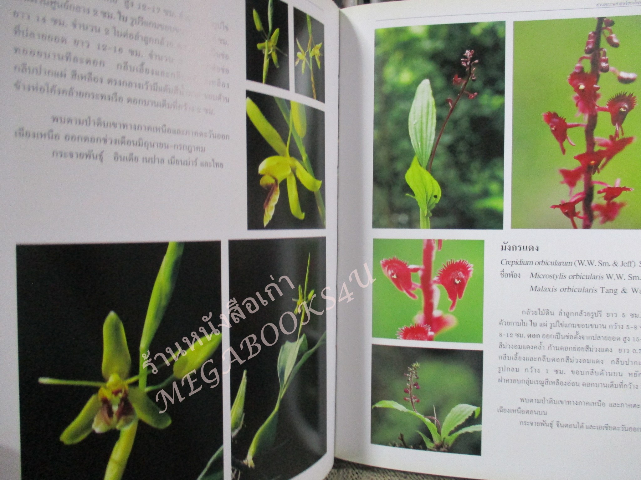 กล้วยไม้ไทย เล่ม 6 สวนพฤกษศาสตร์สมเด็จพระนางเจ้าสิริกิติ์ (ปกแข็ง กระดาษมัน) สภาพดี สวย