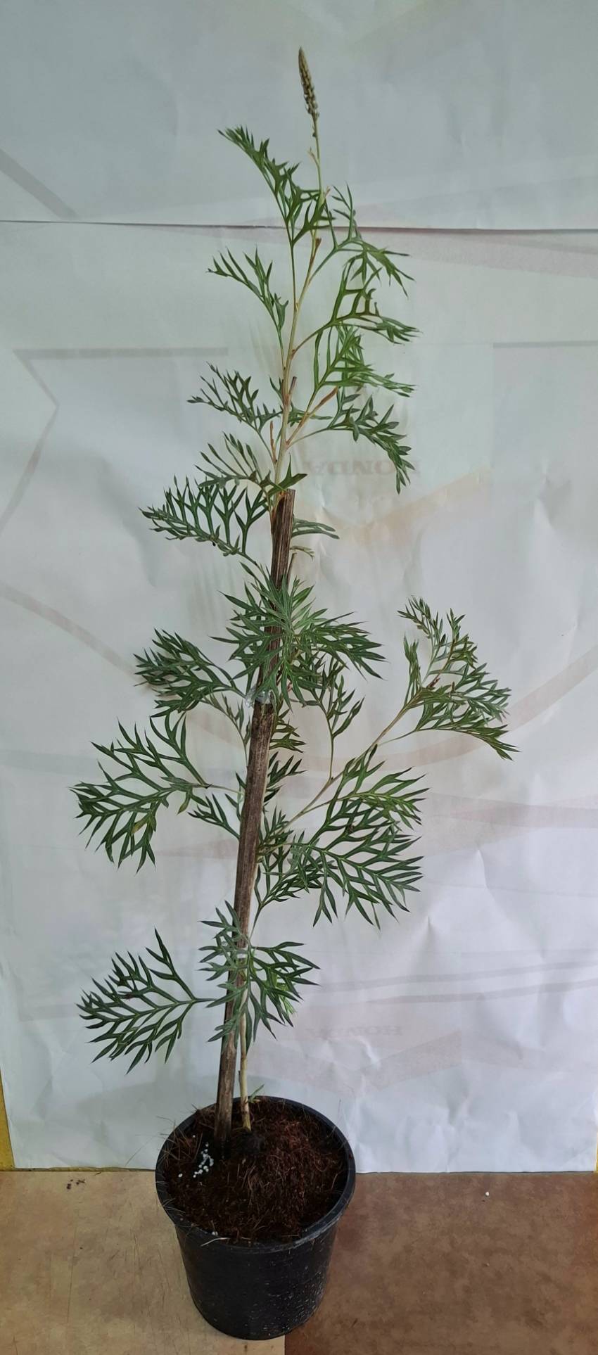 Grevillea Little Robyn แดงแคระ