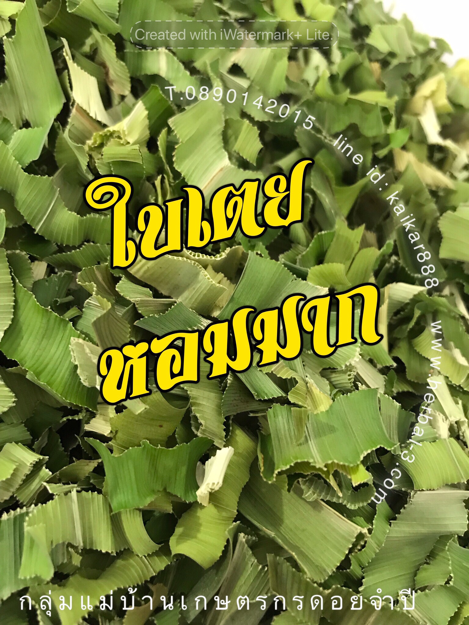 ชาใบเตยหอมมาก (กิโล)