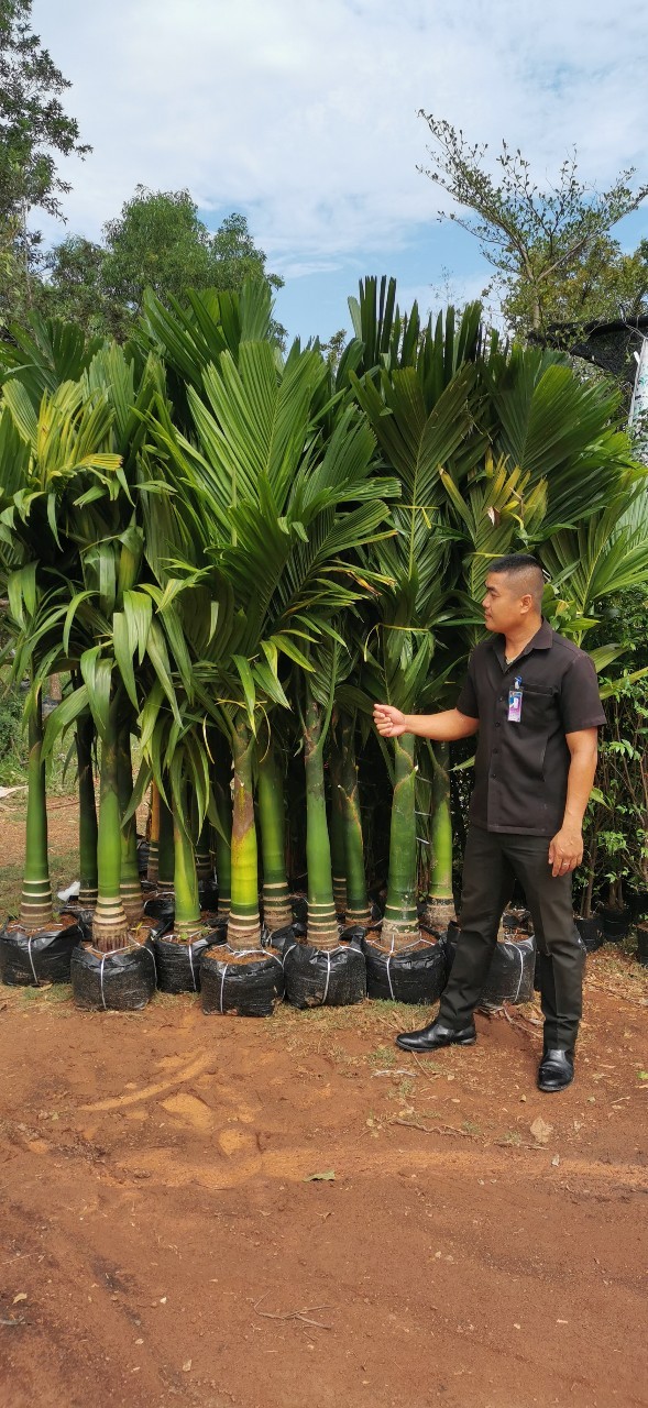 หมากเตี้ย