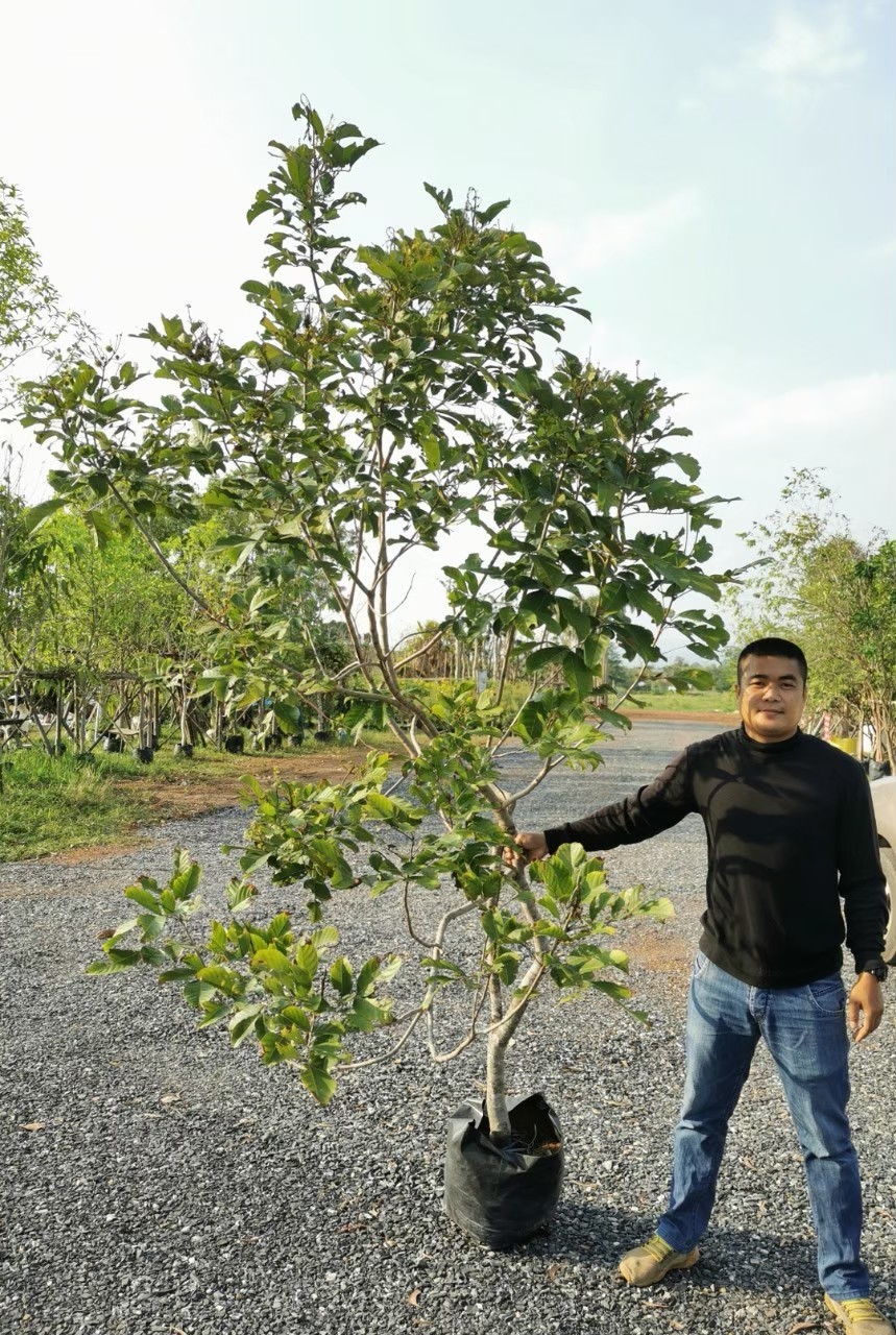 เงาะโรงเรียน ติดลูก