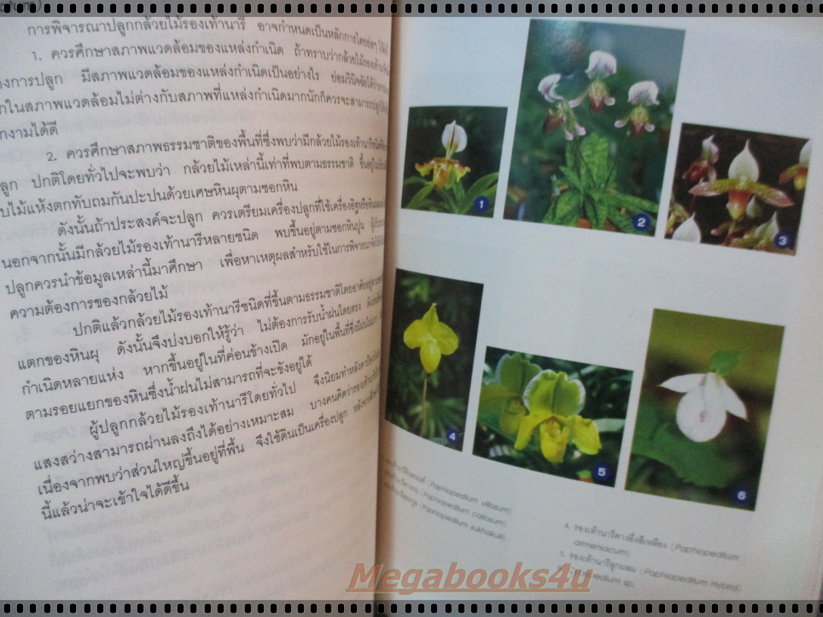 กล้วยไม้สำหรับผู้เริ่มต้น โดย ศาสตราจารย์ ระพี สาคริก