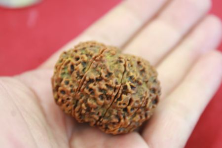 เมล็ดรุทรักษะ 10 หน้า ( น้ำตาพระศิวะ )