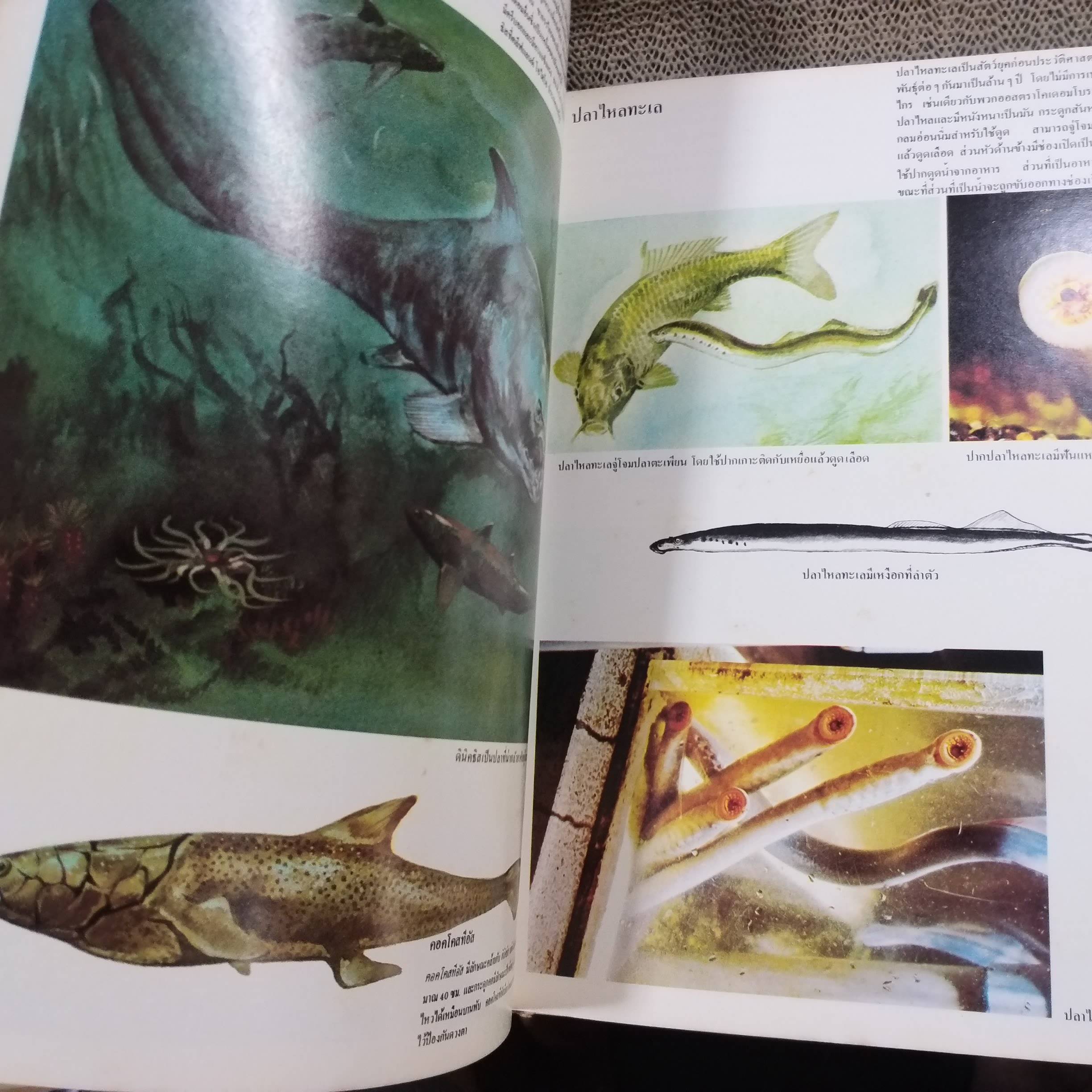 ขุมทรัพย์ความรู้สำหรับเด็ก เรื่อง ชีวิต ยุคก่อนประวัติศาสตร์ สภาพดี มีจุดเหลืองประปรายตามเวลา