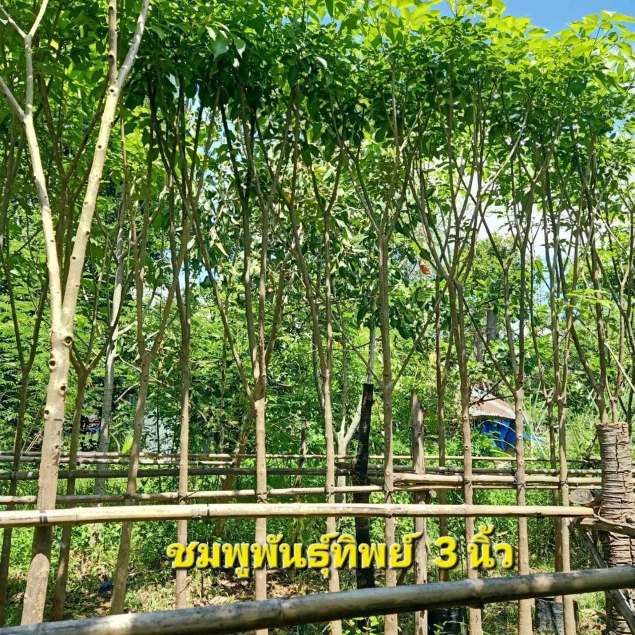 ต้นชมพูพันทิพย์ ขนาดลำต้น 3 นิ้ว