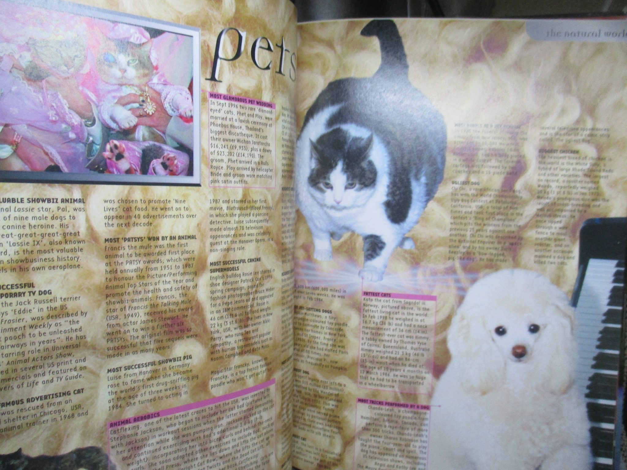 หนังสือ สถิติที่สุดในโลก กินเนสส์ หรือกินเนสส์บุ๊ค Guinness Book of World Records (ภาษาอังกฤษ)