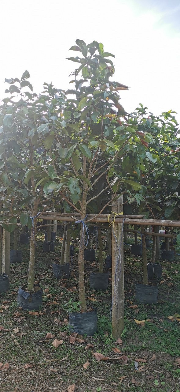 ชมพู่มะเหมี่ยว