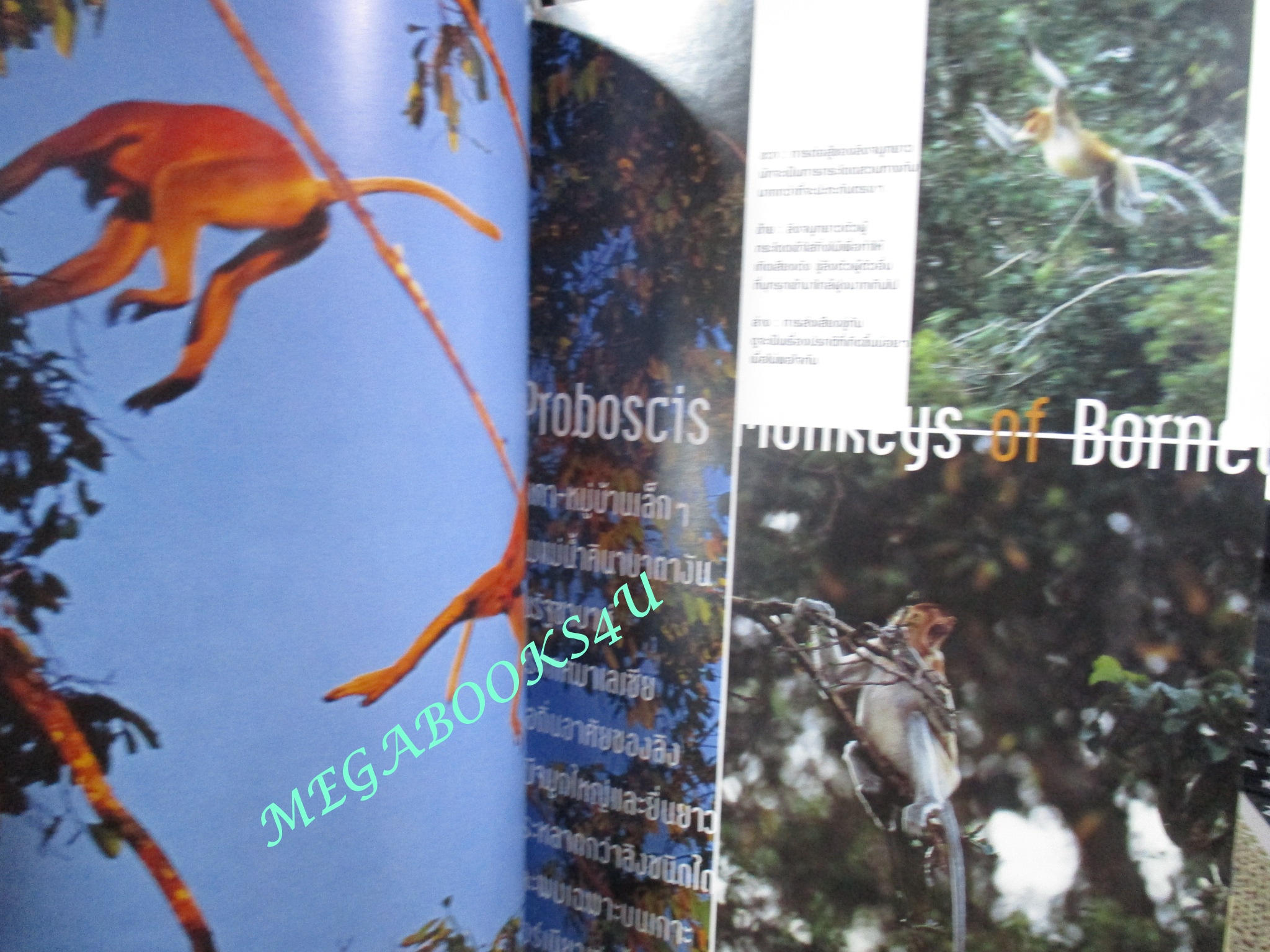 นิตยสารสารคดี ฉบับที่220 ปี2546 ชาวมอแกน ลิงจมูกยาว ตำหนิ หนังสือเป็นคลื่น พองน้ำ เปิดอ่านได้ไม่ติดขัด