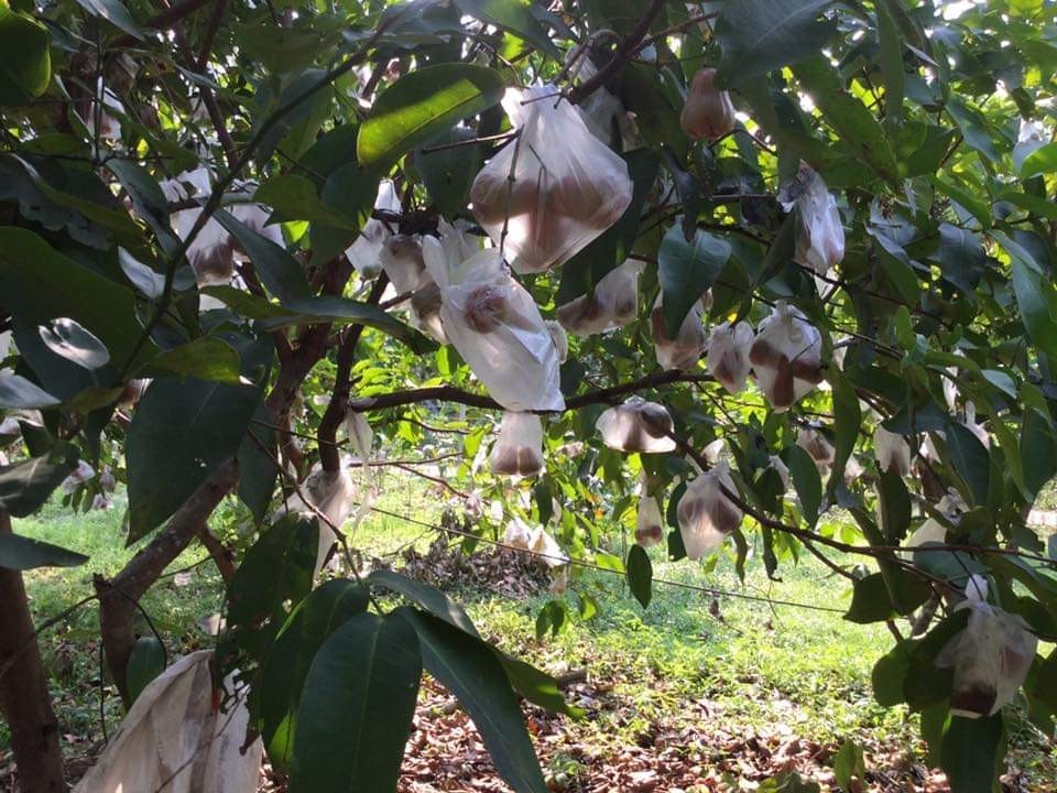 ต้นชมพู่ทับทิมจันทร์ 2 นิ้ว