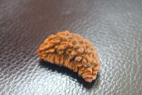 เมล็ดรุทระ 1 หน้า (1 Mukhi Rudraksha)