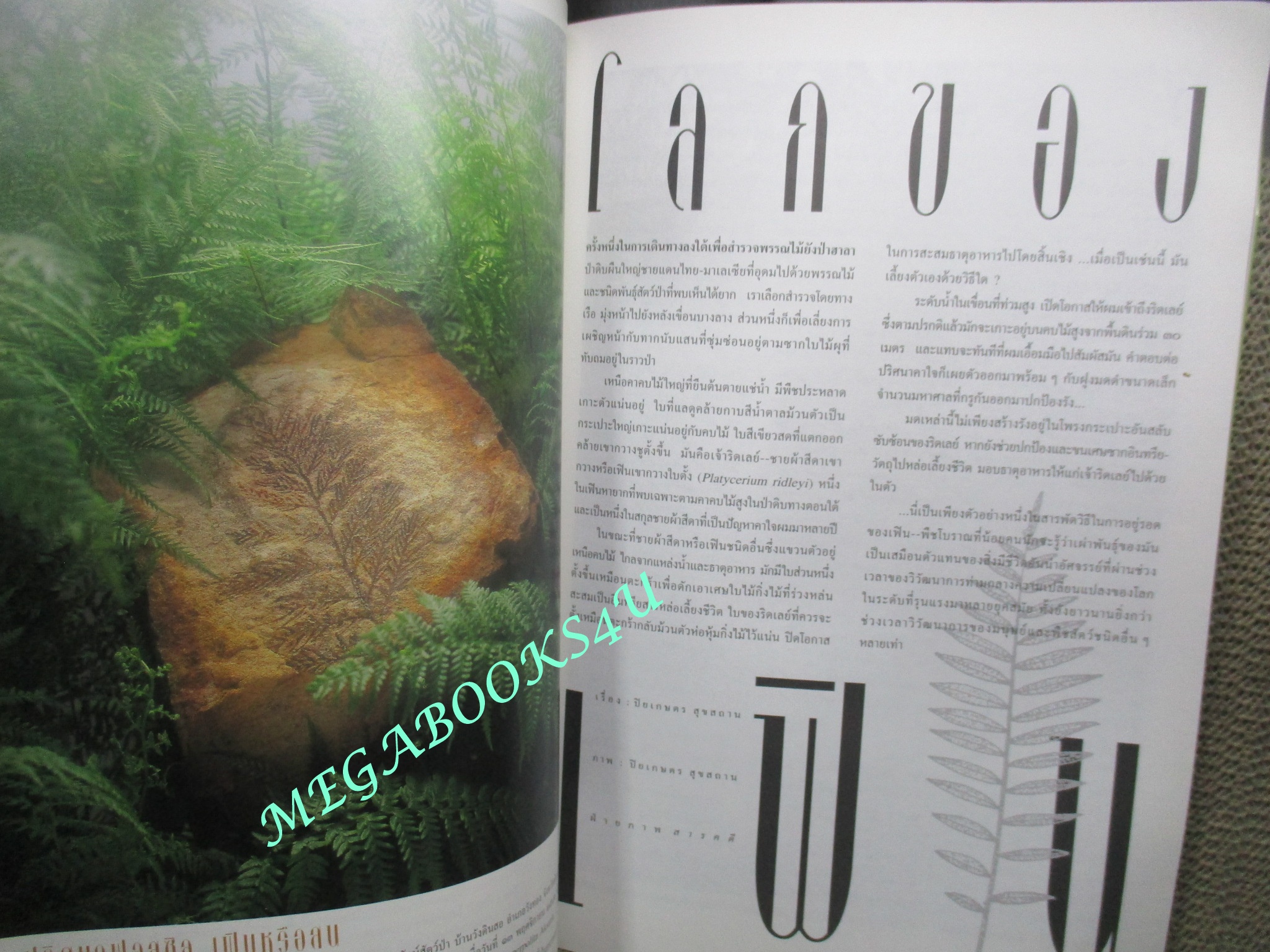 นิตยสารสารคดี ฉบับที่194 เมษายน 2544 เฟิน,ชนกว่าง,สำรับแขกคลองบางหลวง