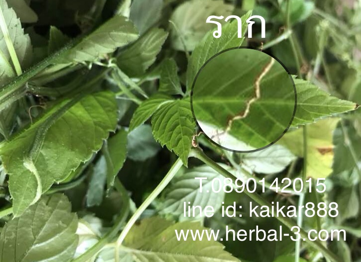ต้นพันธุ์เจียวกู่หลาน