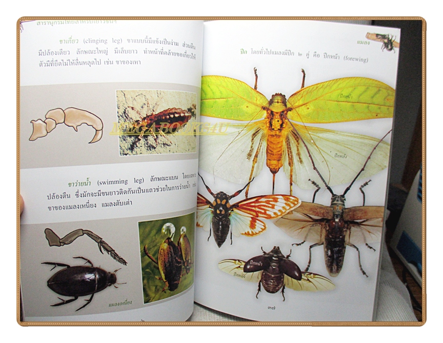 สารานุกรมไทยสำหรับเยาวชนฉบับเสริมการเรียนรู้ เล่ม17 โดยพระราชประสงค์ในพระบาทสมเด็จพระเจ้าอยู่หัว