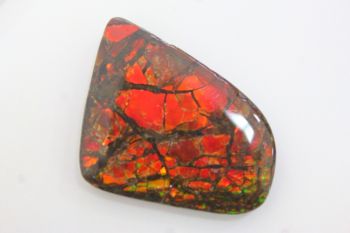 แอมโมไนต์เกล็ดมังกร ( DRAGONSKIN AMMOLITE )