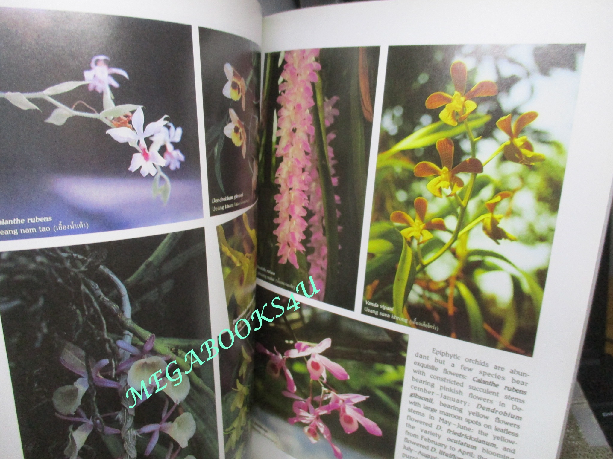 หนังสือภาษาอังกฤษ ดอกไม้ในเมืองไทย THE WILD FLOWERS OF THAILAND (THAI LIFE) ตำหนิ ปกหน้าหลัง มีรอยกระดาษเล่มอื่นๆติด