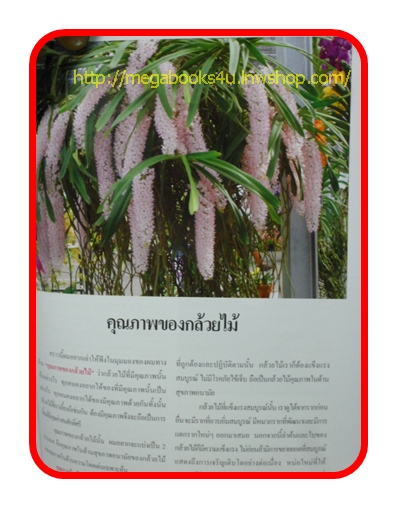 เลี้ยงกล้วยไม้ให้สวยที่บ้าน สภาพดี