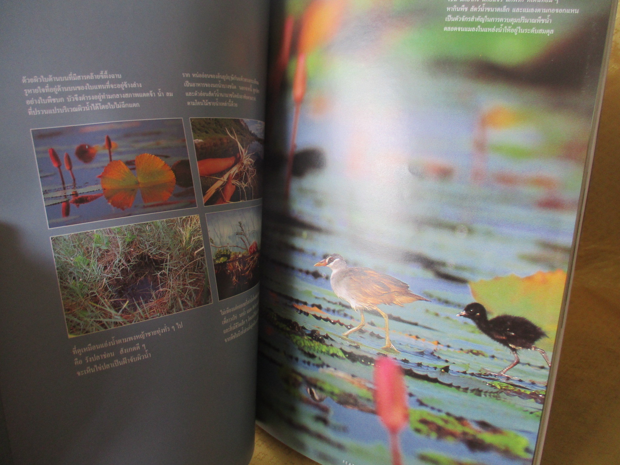 นิตยสารสารคดี ฉบับที่180 ปีที่15 ก.พ.2543,พื้นที่ชุ่มน้ำ,อ่าวมาหยาและเดอะบีช,เที่ยวเวนิช,สภาพดี